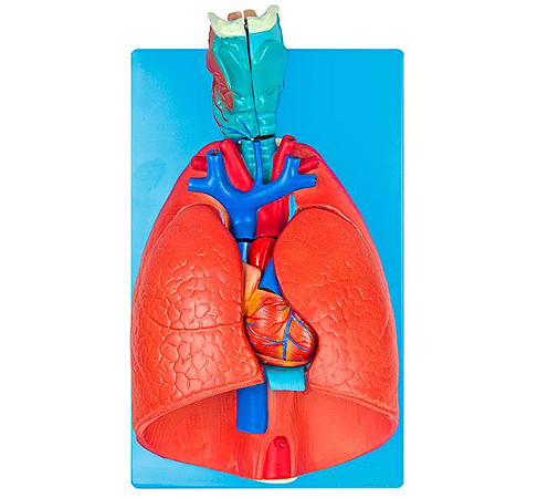 SISTEMA RESPIRATORIO E CARDIOVASCULAR, EM 7 PARTES