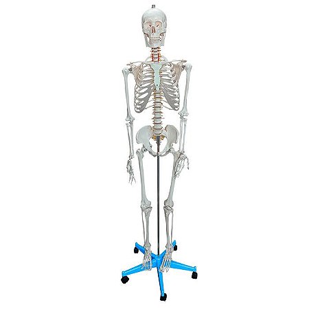 ESQUELETO PADRAO 170 CM COM SUPORTE E BASE COM RODAS