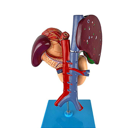 MODELO DE ESTOMAGO,FIGADO,VESICULA BILIAR,PANCREAS E DUODENO
