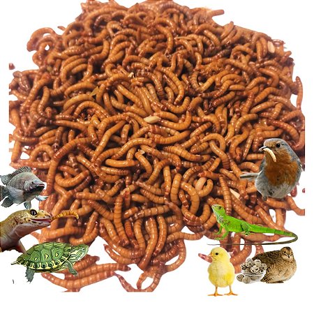 Larvas Vivas de Tenébrio Molitor 1000