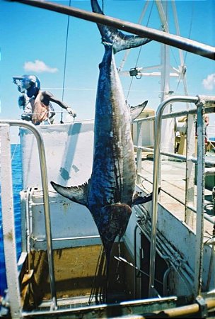 Planeta Pescados