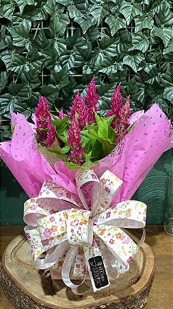 Encanto de Celósia Rosa