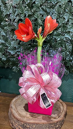 Amarílis Rosa Elegante