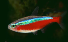 Tetra Neon Cardinal