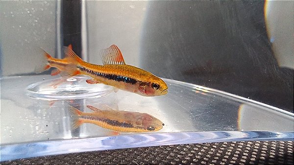 Tetra Colibri / Brilhante