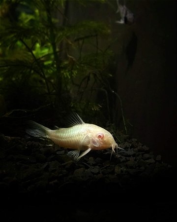 Corydora albina