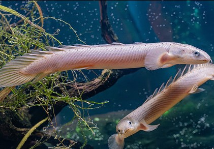 Polypterus Senegalus