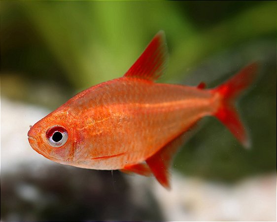 Tetra Red cherry