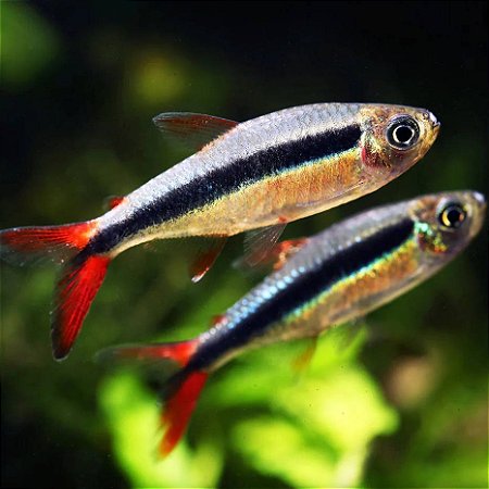 Tetra Pinguim red tail