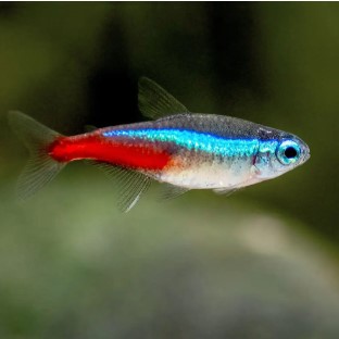 TETRA NEON INESI