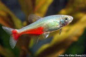 Tetra green fire