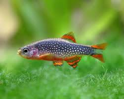 RASBORA GALAXY
