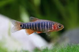 RASBORA ESMERALDA