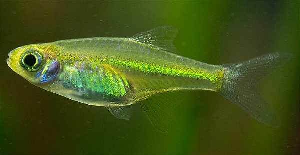 Rasbora Kubotai