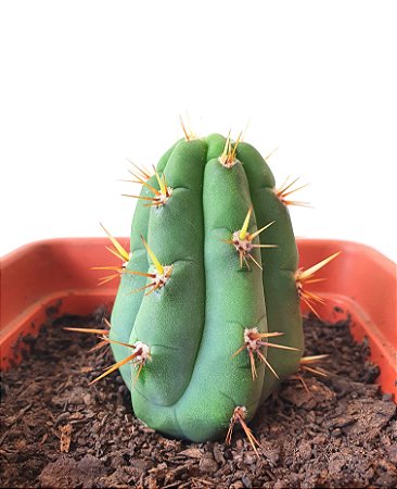 Cacto São Pedro (Echinopsis macrogona)