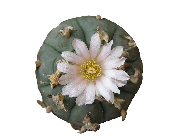 Lophophora williamsii