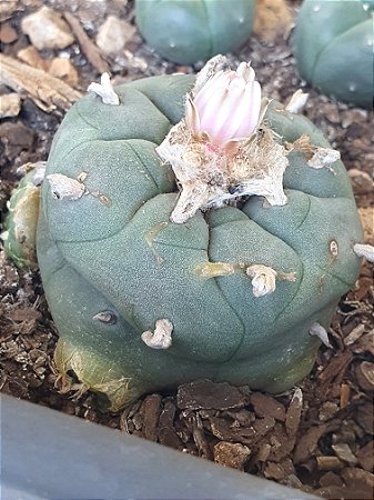 Lophophora williamsii Com 3 Brotos Pote Nº 5