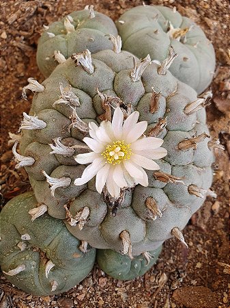 Lophophora williamsii Com 6 Brotos Pote Nº 6