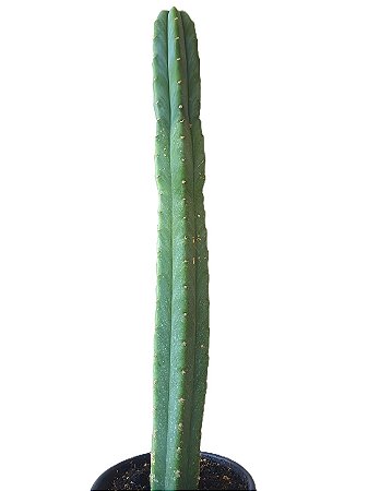 Echinopsis pachanoi (44 Cm) (Pote Nº 11)