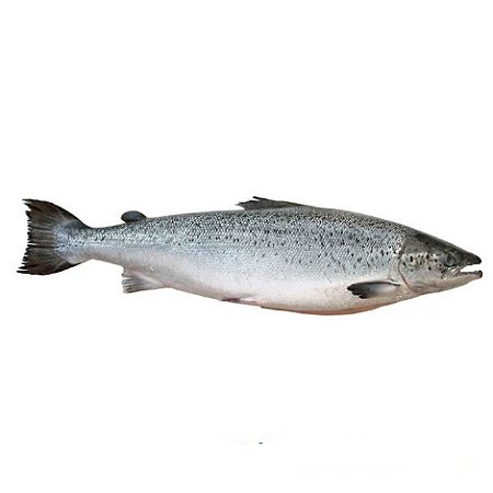 Salmão Inteiro Eviscerado 12/14 Libras Resfriado Camanchaca / Forn. Classe D- Caixa 29,11 Kg