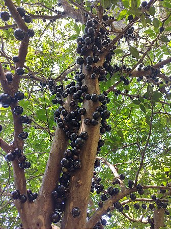 Jabuticabeira Sabará Produzindo Muito Arvore 5 Metros 25 anos