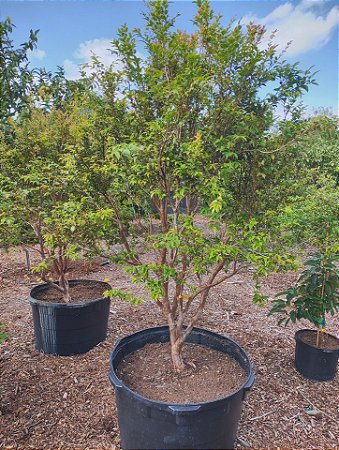 Mudas de jabuticaba sabará com uns 100 cm