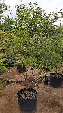 Muda jabuticaba sabará Rajada 1 Metro a Melhor De Todas Em Promoção