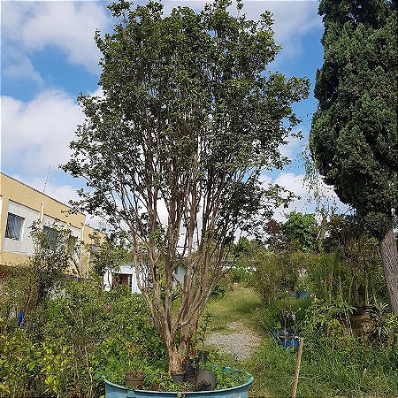 Jabuticabeiras Hibridas, Sabará, Olho de boi, variegatas e Enxertadas
