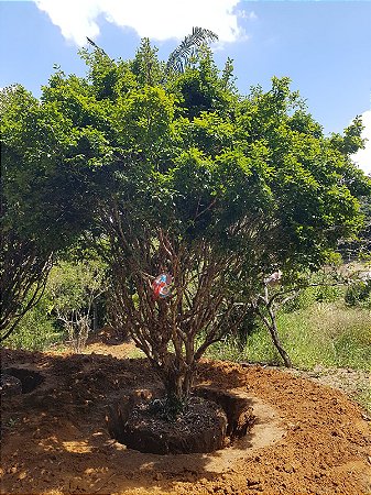Jabuticabeira Sabará Arvore Produzindo muito 5 mts SÓ Para Retirar