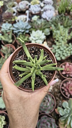 RHOMBUFIUUM DOLABRIFORME POTE 9