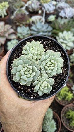 E. BUTTER BALL POTE 9