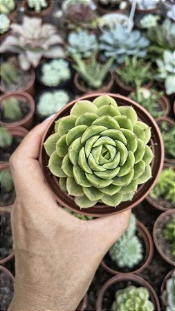 E. LIMEM CHILE POTE 9