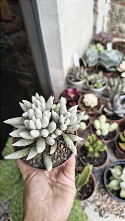 SENECIO HAWORTHII POTE 9