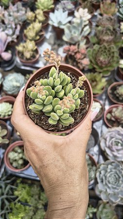 CRASSULA AUSENSIS POTE 9