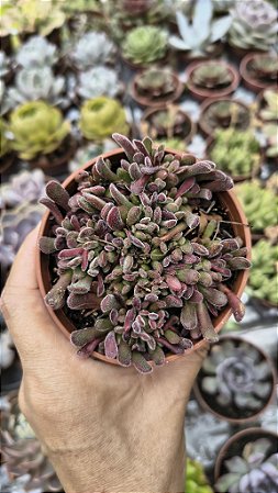 CRASSULA PUBENSCES POTE 9
