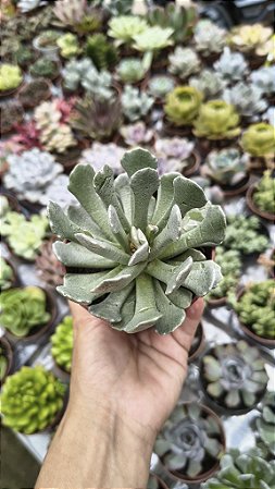 SENECIO SCAPOSUS ADOENCIS POTE 9