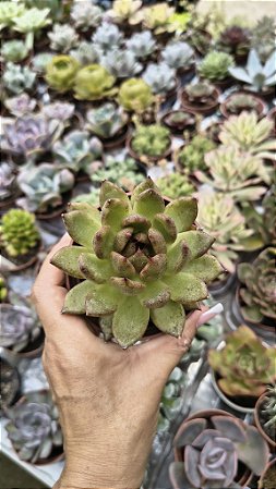 AGAVOIDE BLACK QUEEN POTE 9