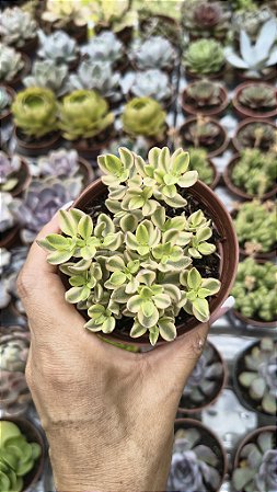 CRASSULA VOLICENSIS VARIEGATA POTE 9