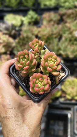 E. JOICE TULLOCH POTE 7