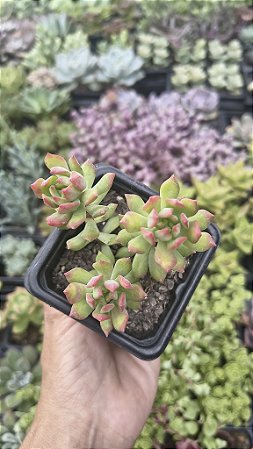 SEDUM CUSPIDATUM POTE 7