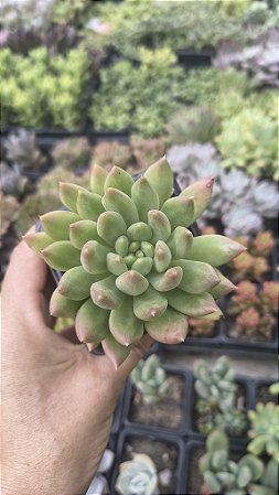 E. ALBA ALOHA POTE 7