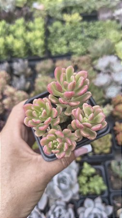 E. JOICE TULLOCH VARIEGATA POTE 7