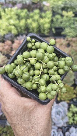 COLAR DE PÉROLAS POTE 7