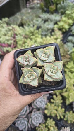 CRASSULA IVORY TOWERS POTE 7