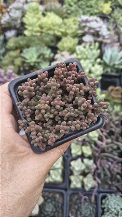 SEDUM STHALII POTE 7
