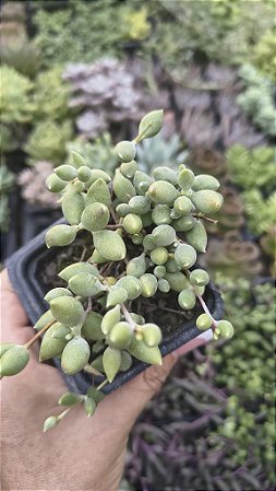 COLAR DE AZEITONA POTE 7