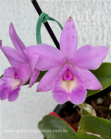 Cattleya Aurora's Walkaori