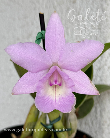 Cattleya Aurora's Walkaori