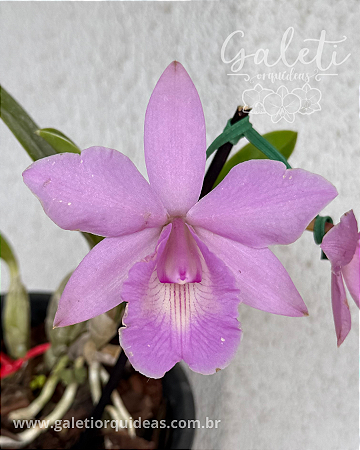 Cattleya Aurora's Walkaori
