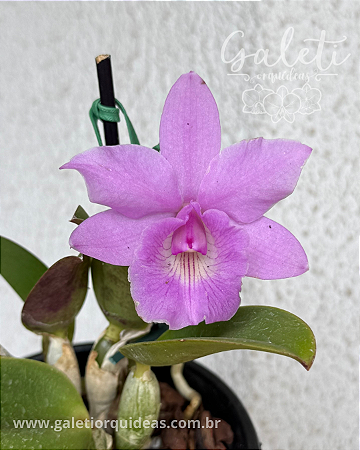 Cattleya Aurora's Walkaori